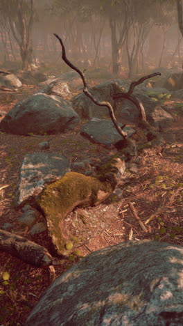 bosque de niebla con árboles caídos y rocas de musgo