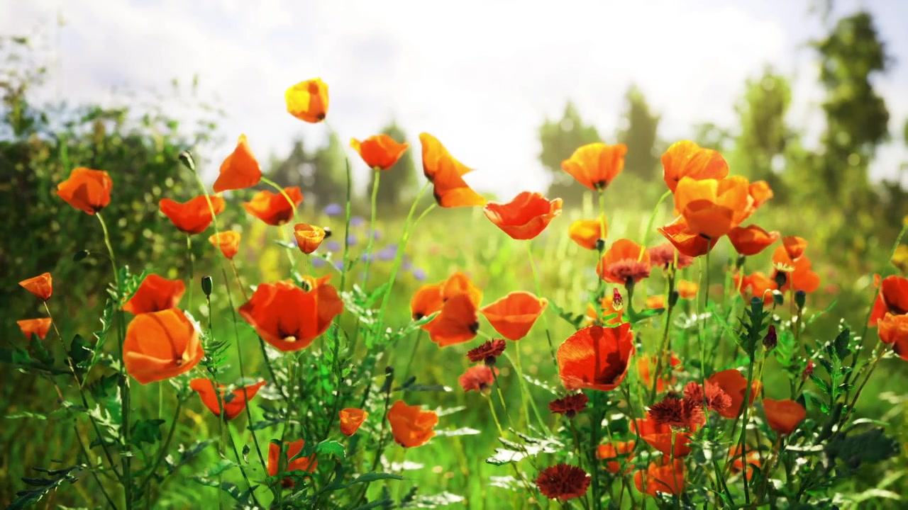Striking poppy flower surrounded by sunlight and lush foliage during summer