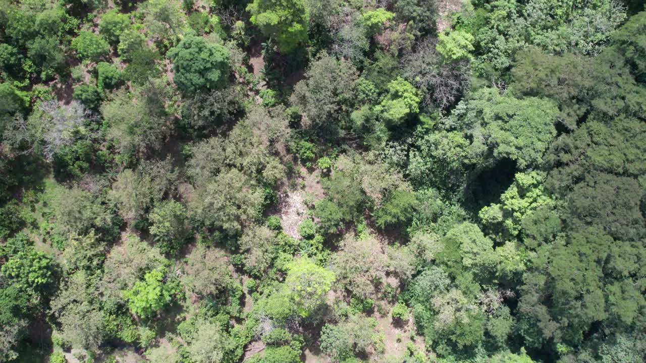 Lush green forest surrounding a cacao plantation, natural landscape, aerial view