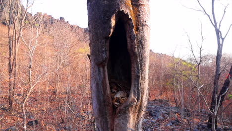 woodcreeper bird climbing up pan of old large tree in dry forest slow motion