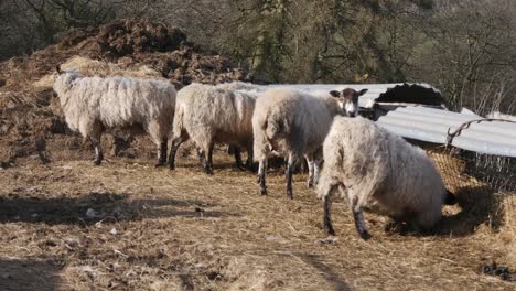 ovejas comiendo heno, darby dales, inglaterra, reino unido - cámara estática 10 segundos