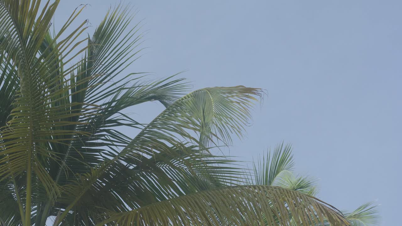 Coconut tree leaves with a blue sky moving in the wind