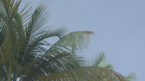 coconut tree leaves with a blue sky moving in the wind