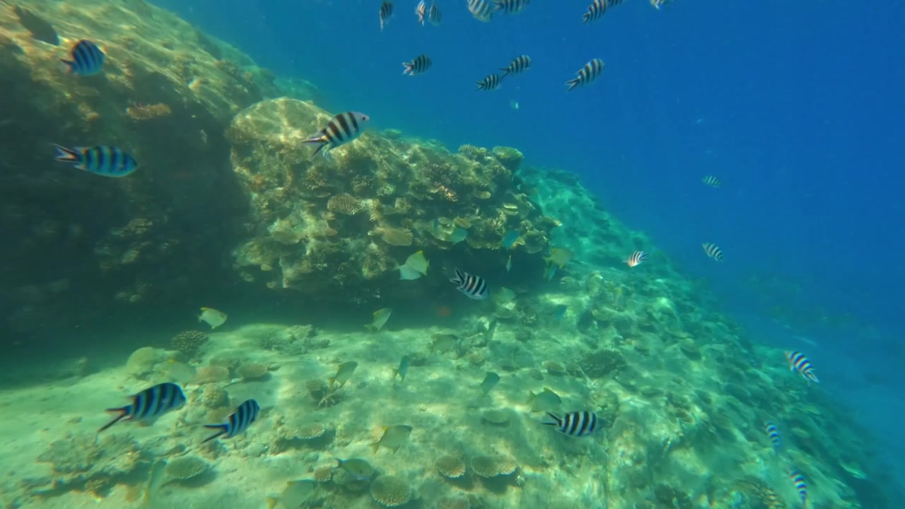 Riprese subacquee vivaci di pesci sergente maggiore che nuotano tra rocce di granito e barriere coralline nelle acque cristalline e turchesi di Sunset Beach, Mahe, Seychelles 002.