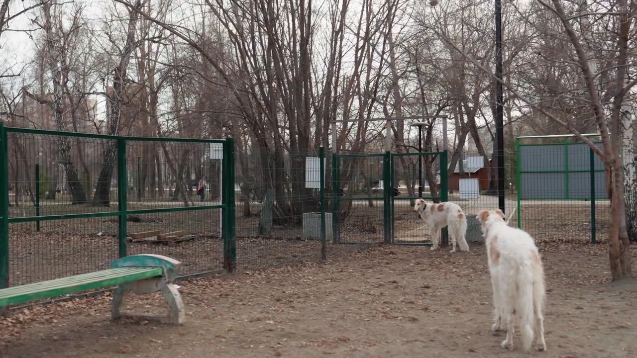Cani bianchi con macchie marroni stanno in un'area esterna recintata, osservando l'ambiente circostante. Una panchina verde si trova vicino alla recinzione, mentre alberi spogli ed elementi distanti del parco formano lo sfondo. La scena è calma