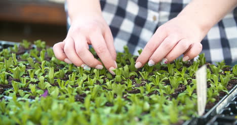 Young-Female-Botanist-Examining-Potted-Plant-14