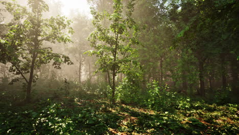 Wooded-forest-trees-backlit-by-golden-sunlight