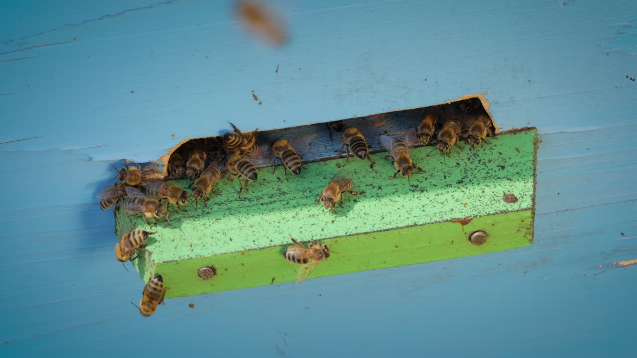 Honey bees fly near a beehive. Bees are best known to humans for their ecological roles as pollinators. Honey bees flying into wooden beehives