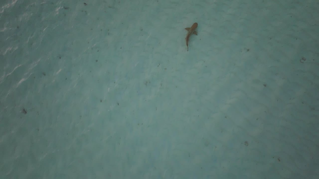 bebé tiburón de arrecife de punta negra navegando en aguas poco profundas onduladas en un entorno tropical