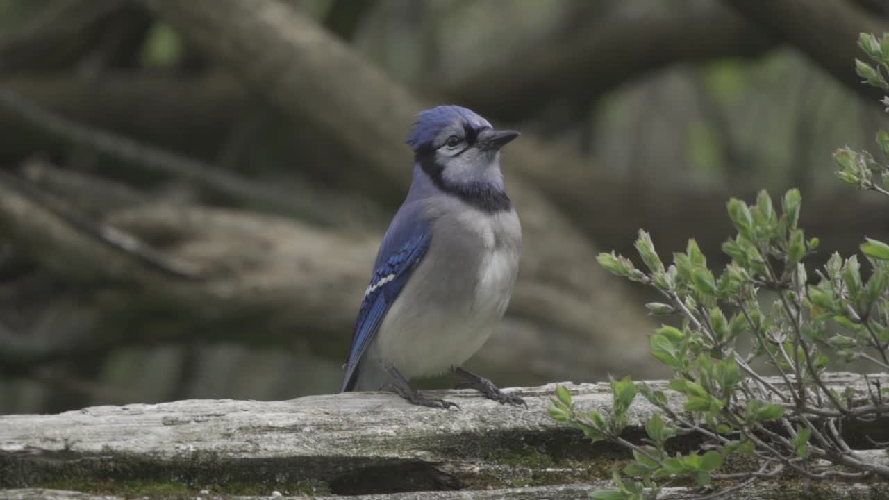 Bellissimo ritratto al rallentatore di un uccello Ghiandaia azzurra appollaiato in natura