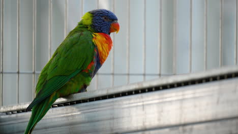 Rainbow-Lorikeet-perched-on-Metal-Cage