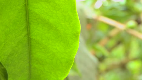 Schönes-Grünes-Blatt-In-Einem-Tropischen-Regenwald-1