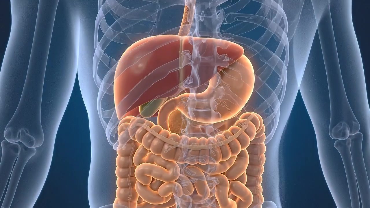 Human torso showing liver stomach and intestinal organs beneath skin in medical view