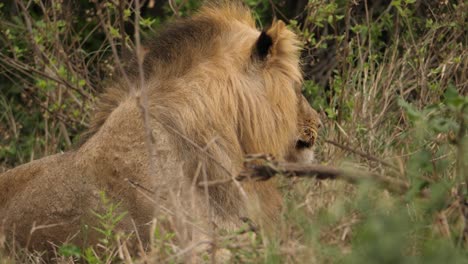 closeup-of-lion-face-licking-lips-as-it-rests-on-grass