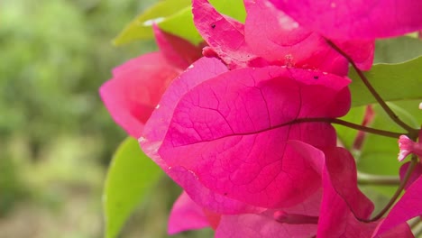 bougainvillea flowers bloom in a tropical rainforest