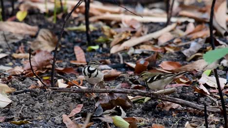 the forest wagtail is a passerine bird foraging on branches, forest grounds, tail wagging constantly sideways