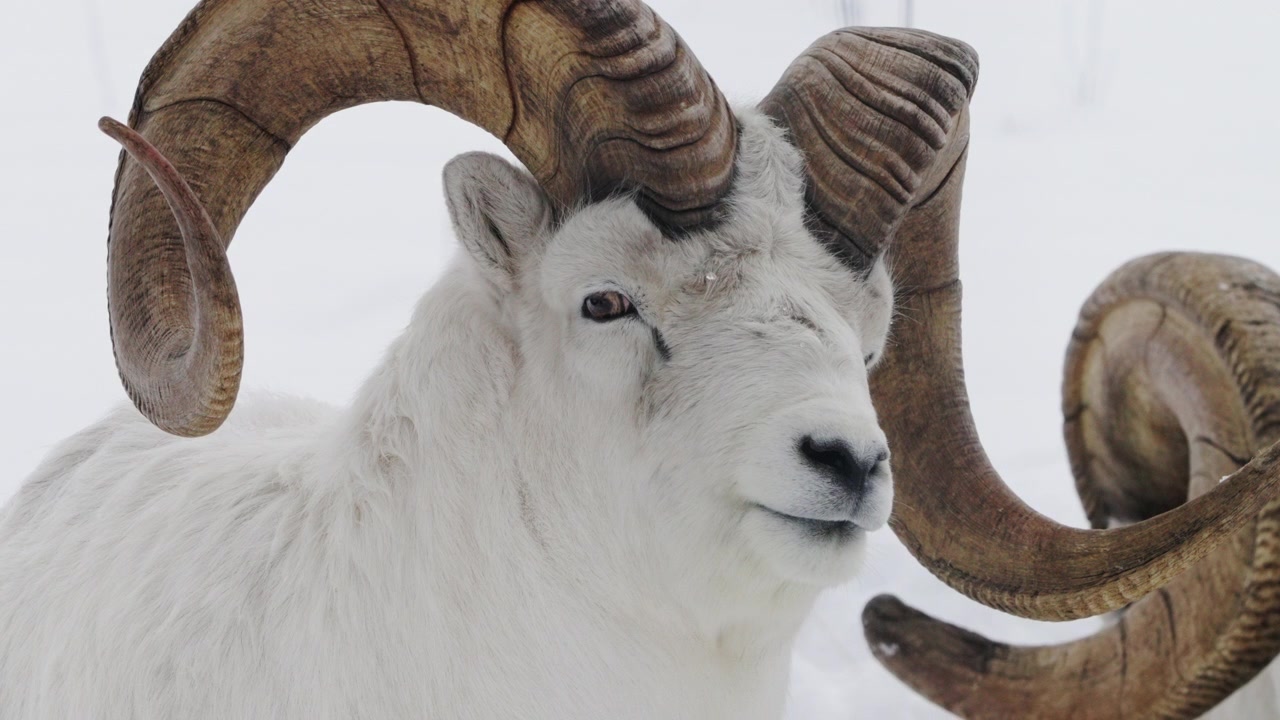 Whitehorse, Kanada yakınlarındaki Yukon Yaban Hayatı Koruma Alanı'nda büyük boynuzlu Dall koyunu. Yakın çekim