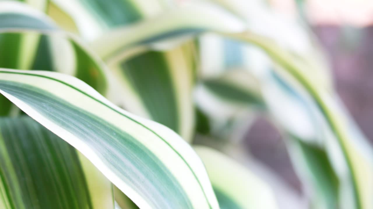 Vibrant green leaves with white stripes, captured in soft natural light, showcasing intricate patterns and textures
