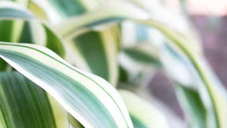 vibrant green leaves with white stripes, captured in soft natural light, showcasing intricate patterns and textures