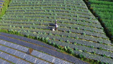 toma aérea de aves que muestra a un trabajador agrícola asiático cosechando semillas en una plantación de hortalizas en la ladera de una colina