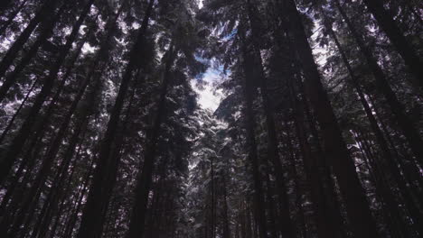 looking up at trunks and canopies of spruces during winter in forest park