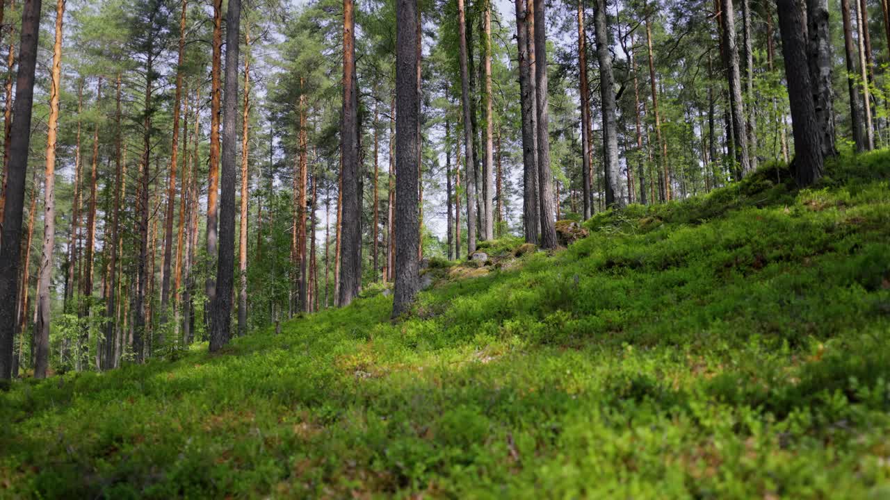 Veduta aerea della foresta in Finlandia. La splendida natura della Finlandia