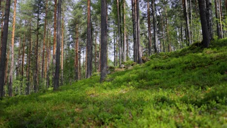 Luftaufnahme-Des-Waldes-In-Finnland.-Wunderschöne-Natur-Finnlands.