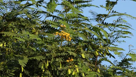 static view of a tree with yellow flowers