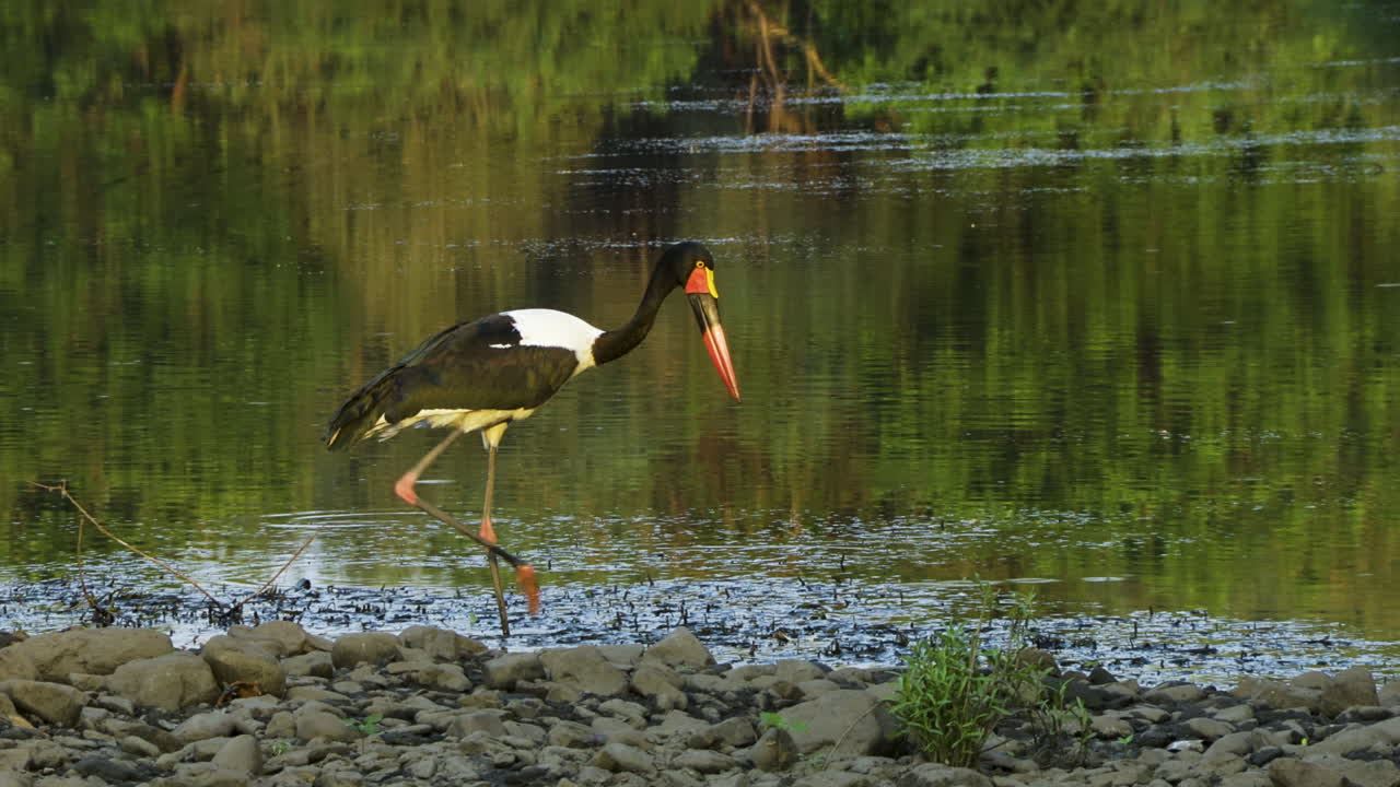 la cigüeña de pico de silla vadea lentamente a través de las aguas poco profundas de un lago cerca de la orilla, en busca de presas como ranas