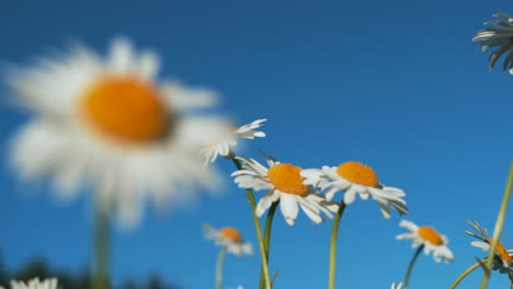 daisies in a blue sky