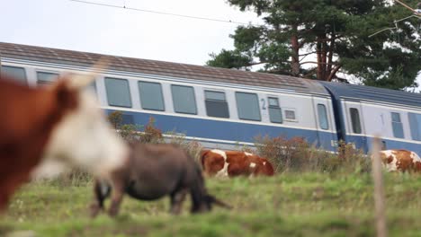 donkey and domestic cow herd grazing on the pasture with train passing in the background