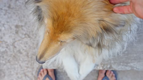 una mano acariciando a un collie áspero mientras mira hacia adelante atentamente
