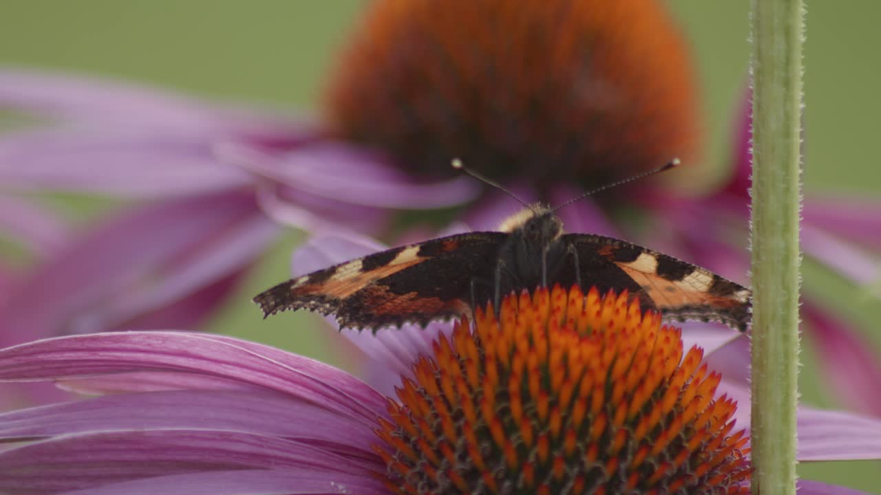 one Small Tortoiseshell Butterfly opening wings on Purple Coneflower - macro