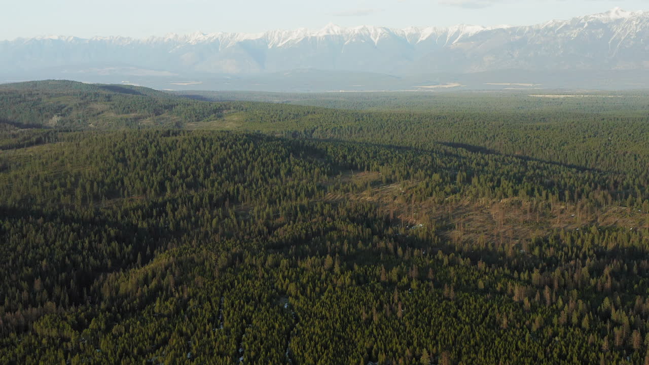 bosque con profundos árboles de hoja perenne que se extienden por el paisaje hasta las montañas lejanas