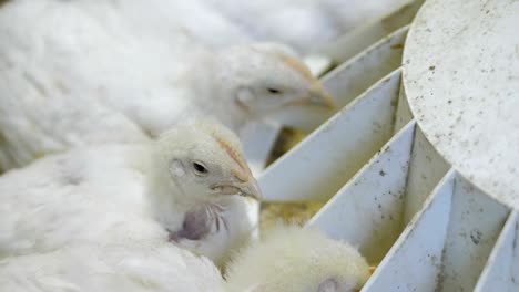 white broiler chicken at the poultry farm