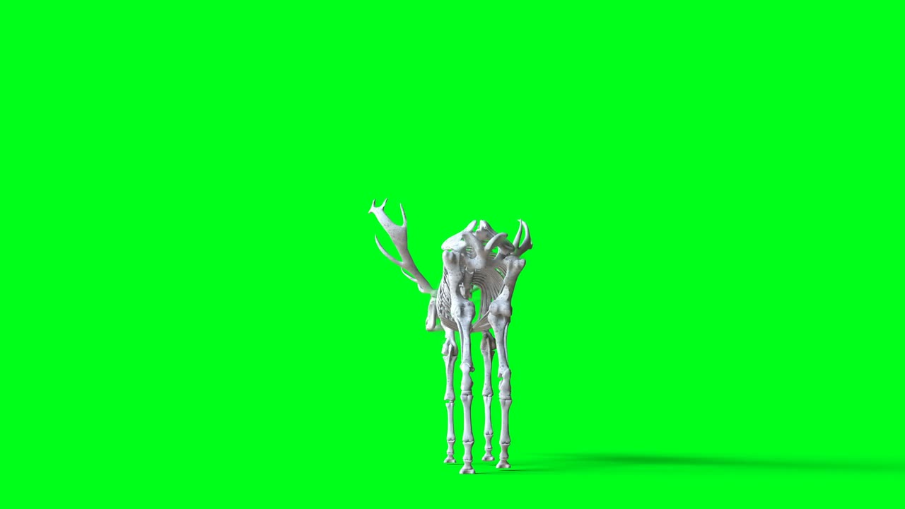 animación de ciervo esqueleto en pantalla verde. aislar. animación realista en 4k.