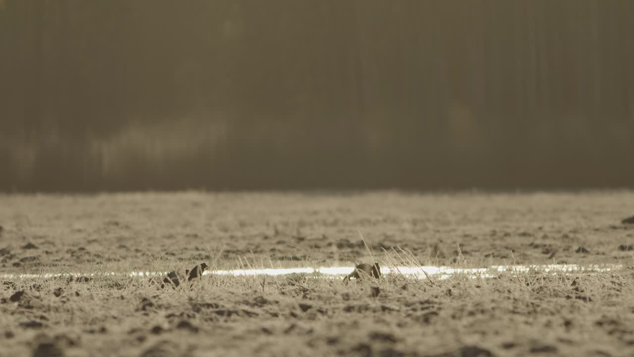 이른 아침에 검은 뇌조 렉