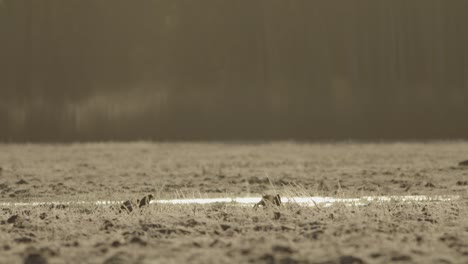 Black-grouse-lek-in-early-morning