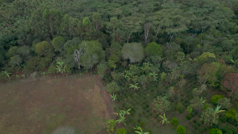 jib down with drone above coffee fields at morning in colombia