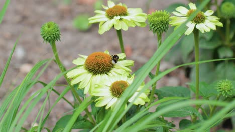 Close-up-shot-of-bumblebee-flying-around-common-daisies-gathering-nectar-in-the-field,-4k