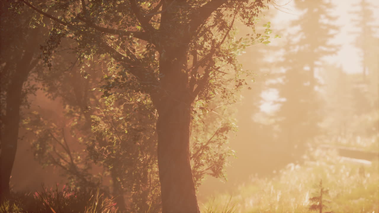 안개 숲의 해가 뜨는 것