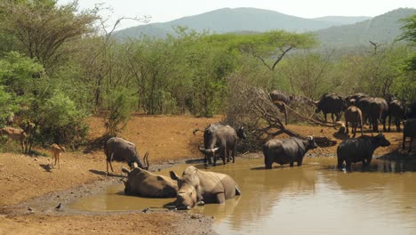 southern white rhinos bathe in water hole by buffalo and antelope herds