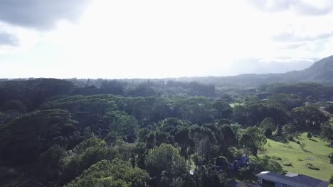 bright sky and sunlight with birds flying over lush dense treetops in kilauea, hawaii - aerial tilt-down