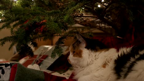 Lindo-Gato-Cansado-Descansando-Debajo-De-Un-árbol-De-Navidad-De-Abeto-Real