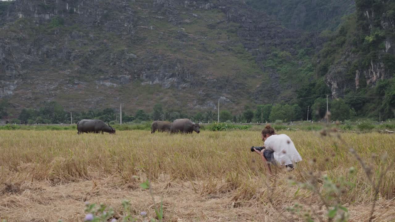 Caucasian man take photos of Vietnamese water buffalo grazing in a golden rice paddy