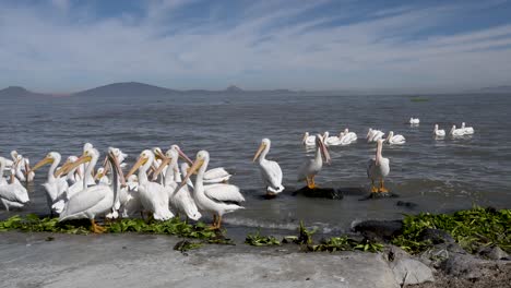 pelicans living, flying and swimming at the small town of petatan ,mexico by the chapala lake