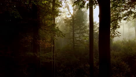 Vuelo-Lento-Con-Cámara-A-Través-De-Un-Misterioso-Bosque-Brumoso,-Cubierto-Por-Un-Brillo-Dorado-Que-Revela-Cada-Vez-Más-Bosque,-Filmado-En-4k.