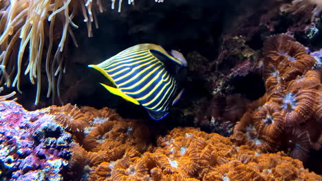 the emperor angelfish or pomacanthus imperator is a species of colorful, stripped fish that lives close to coral reef habitats