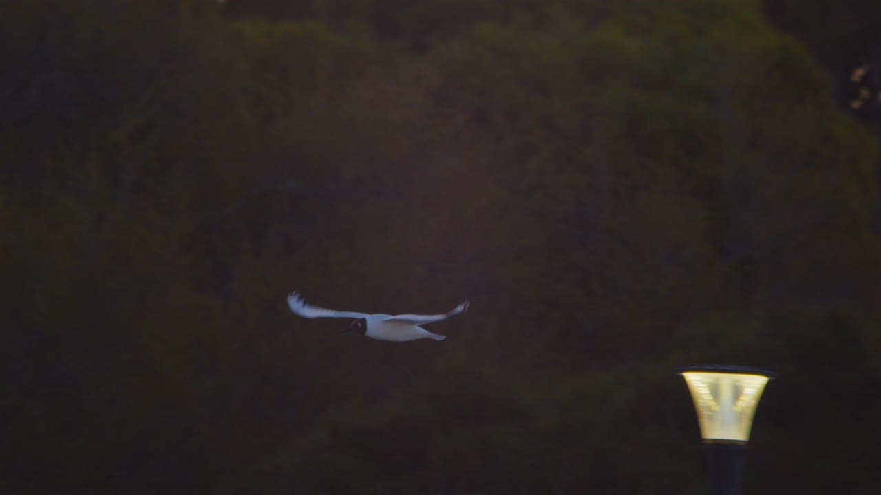 단독 검은 머리 갈매기가 푸에르토 마드린을 날아다니며 아름다운 저녁에 놀라운 하늘을 가지고 있습니다.