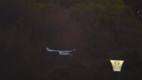 single black headed gull flying around puerto madryn with amazing sky on a beautiful evening